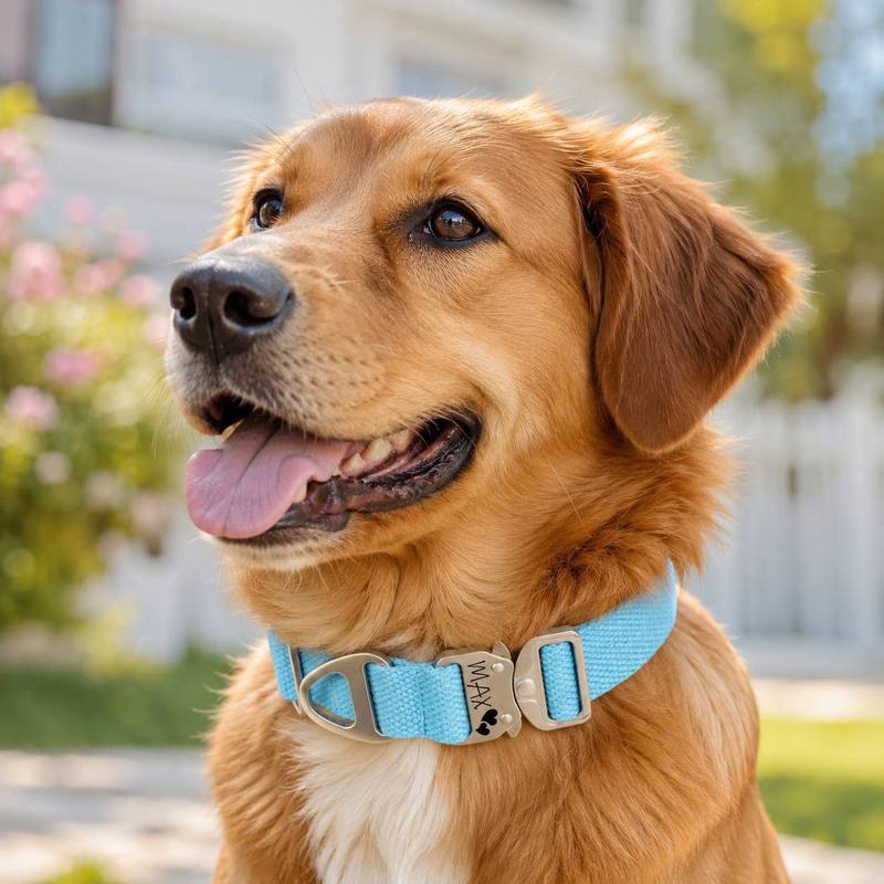 Custom Tactical Dog Collar - F - đánh giá và giá Outdoor Adventure Vector